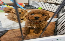 Cavapoo dogs for sale: F1B Cavapoo puppies DUE 4 Aug.DNA hereditory clear - Image 8