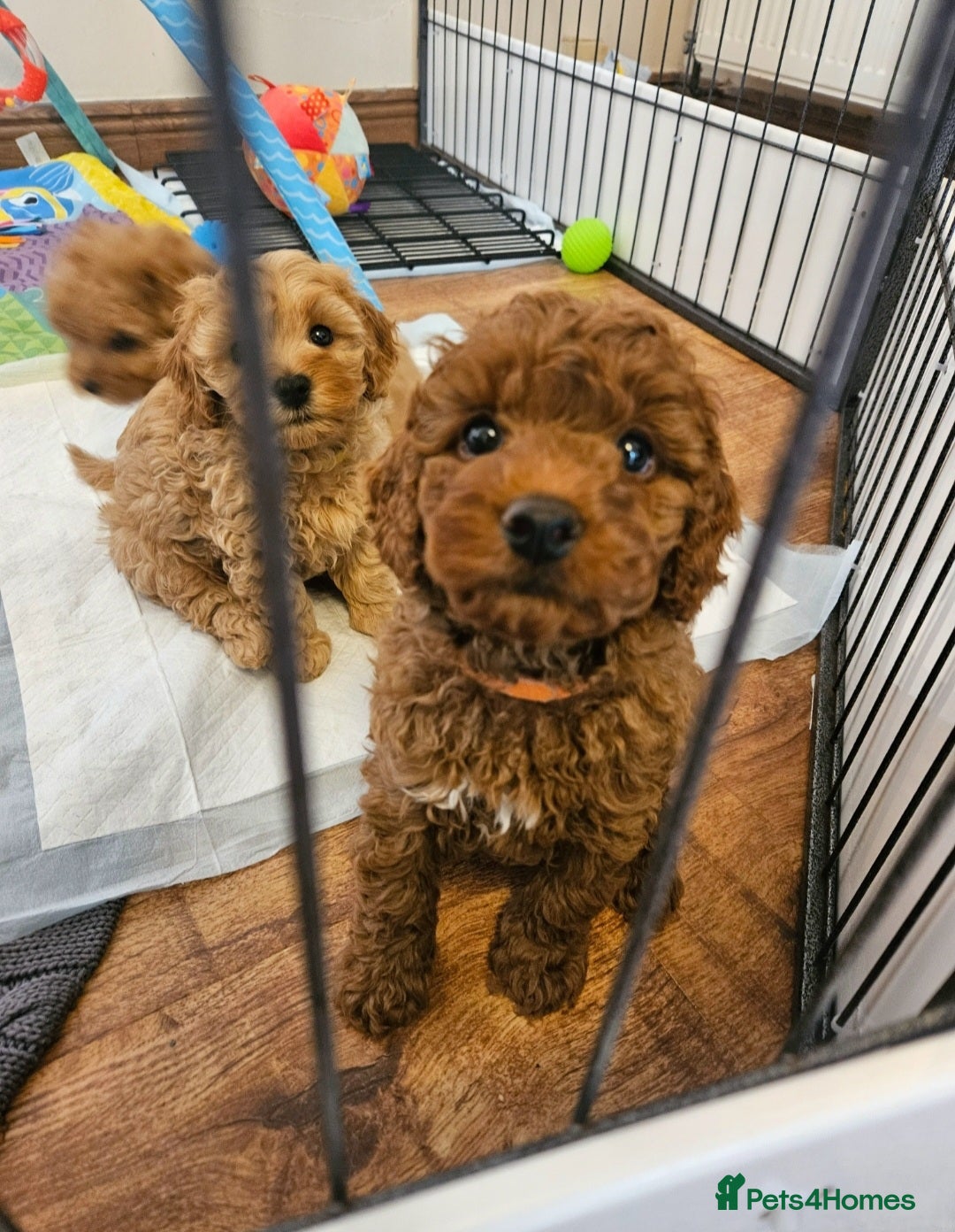 Cavapoo dogs for sale: F1B Cavapoo puppies DUE 4 Aug.DNA hereditory clear - Image 8