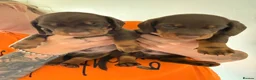 Miniature Dachshund dogs for sale: Miniature Dachshunds  - Advert 5