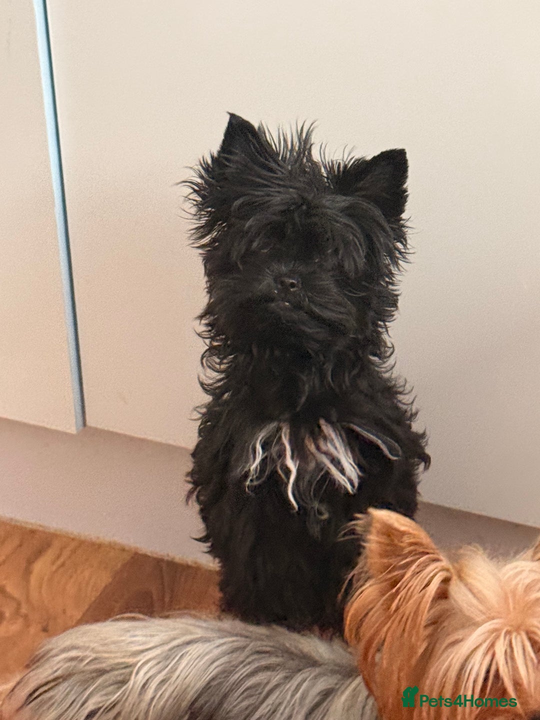 Yorkshire Terrier dogs for sale: 🖤 Black sweet girl ready to leave 💖 - Advert 1