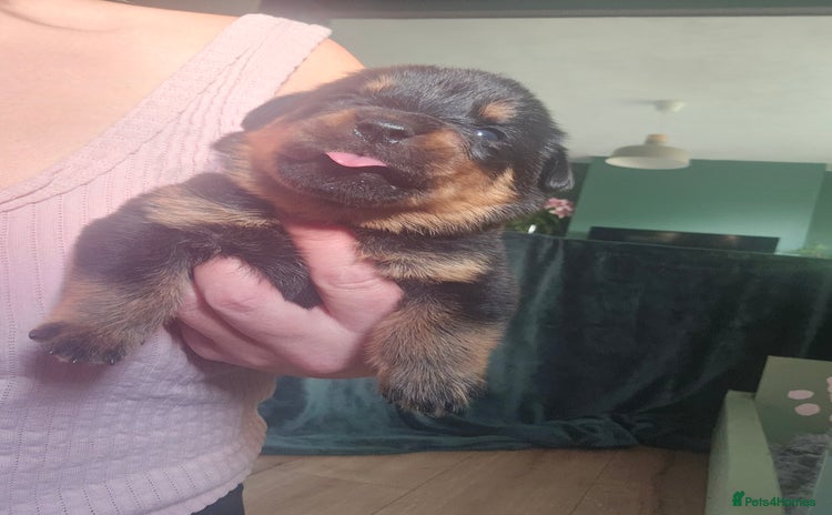 Rottweiler dogs - Advert 1