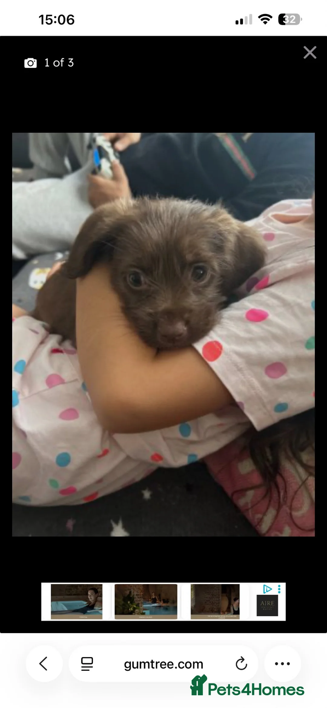 Labradoodle dogs for sale: Puppy needs new home - Advert 2