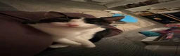 Domestic Shorthair cats for sale: Beautiful tuxedo kitten in Newport - Advert 3