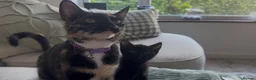 Mixed Breed cats for sale: jonipeterson@gmail.com - Advert 3