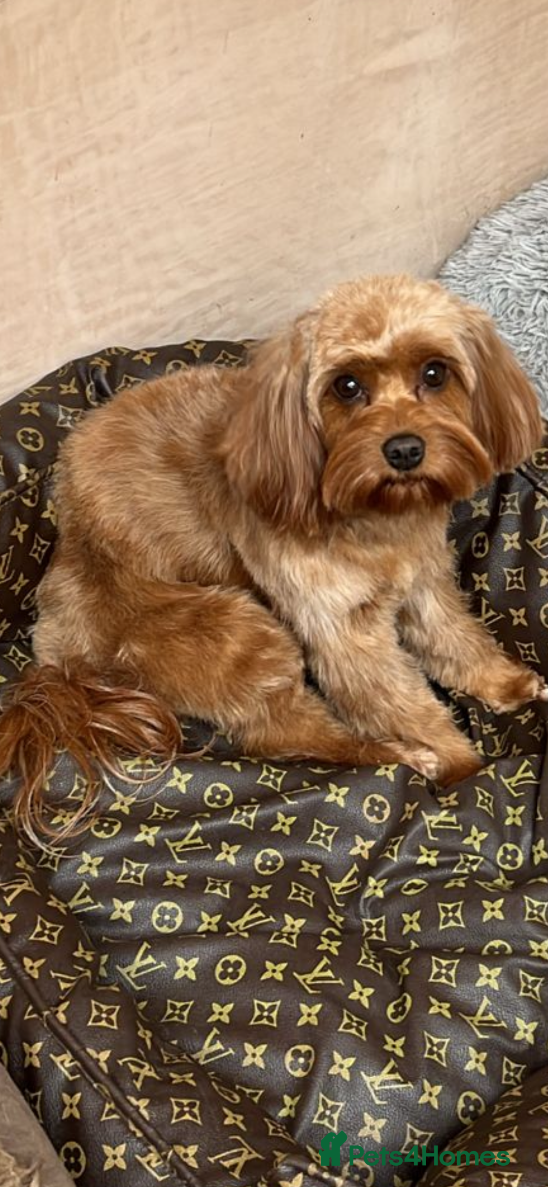 Cavapoo dogs for sale: 5⭐️⭐️⭐️⭐️⭐️F1b Curly Teddy Cavapoo’s DNA/heart  - Image 25