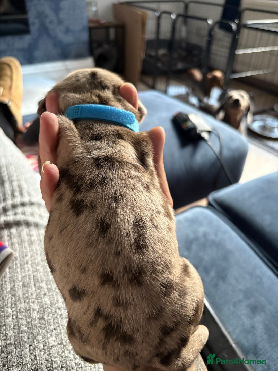 Miniature Dachshund dogs for sale: Miniature dapple dachshund  - Image 37