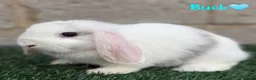 Mini Lop rabbits for sale: Pure breed mini lop bucks - Advert 2