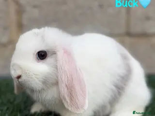 Mini Lop rabbits Pure breed mini lop bucks - Advert 5