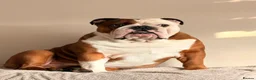 English Bulldog dogs for stud: Red and white English bulldog  in Bathgate - Advert 4