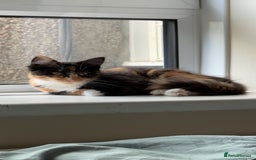 Domestic Shorthair cats for sale: Coco needs a loving home, asap!! - Advert 6
