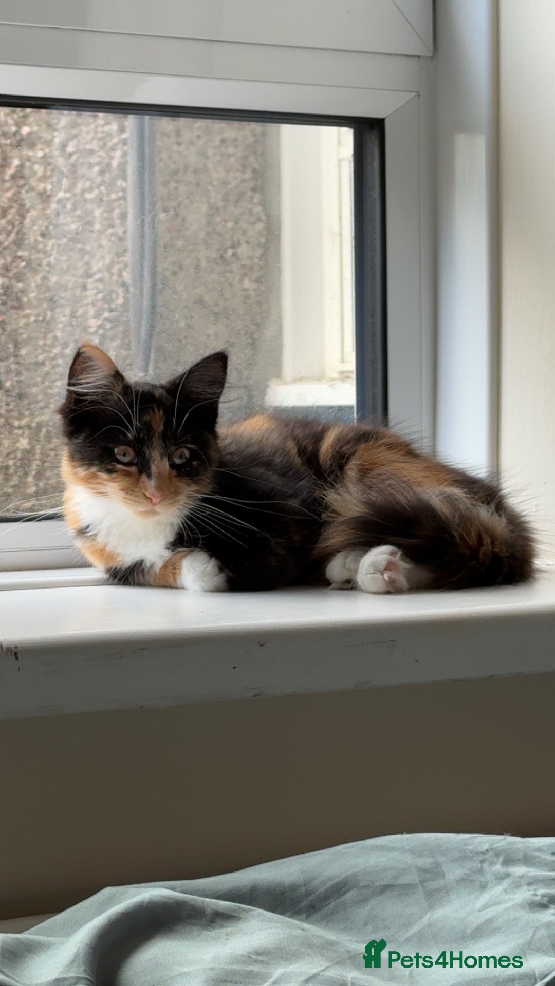 Domestic Shorthair cats for sale: Coco needs a loving home, asap!! - Advert 6