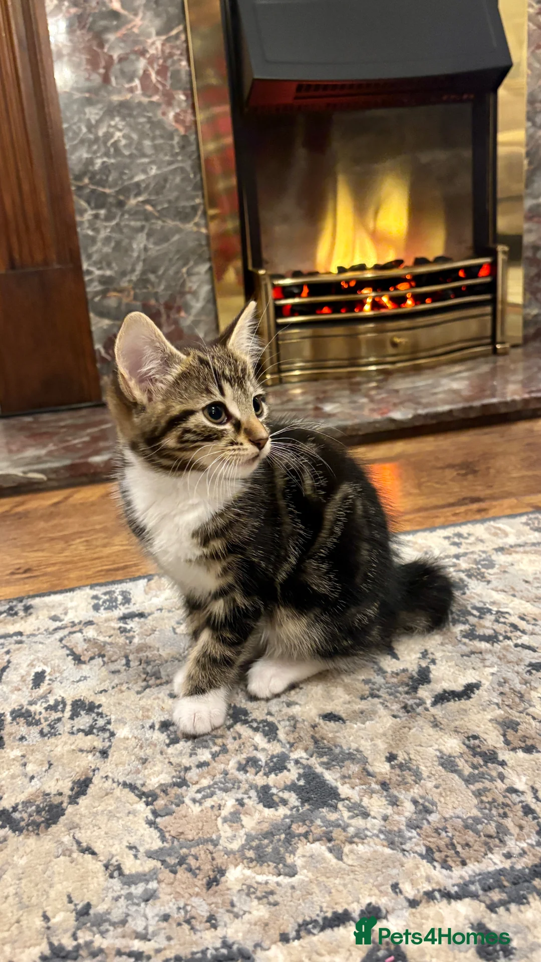 Mixed Breed cats for sale: Black and white stripy male kitten - Advert 2