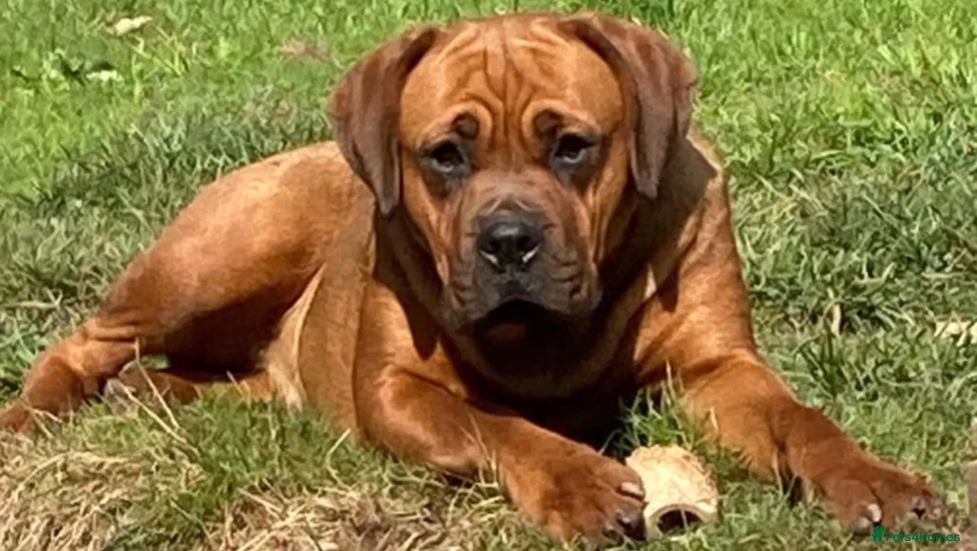 Mixed Breed dogs for sale: Rotty x Boxer - Advert 11