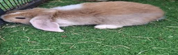 Mini Lop rabbits for sale: Mini lops in Grimsby - Advert 17