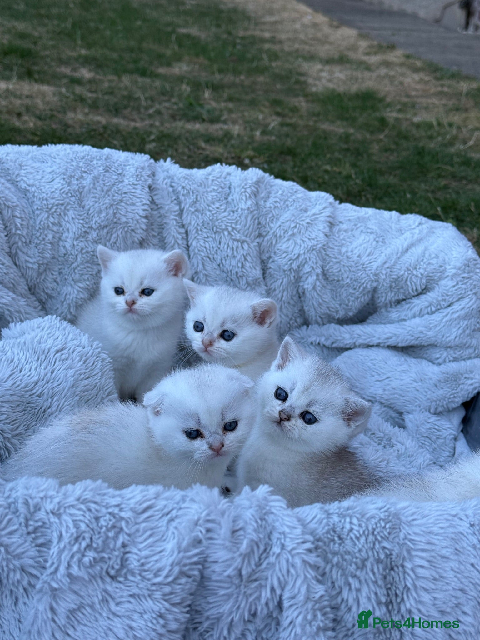 Scottish Fold cats Beautiful British Shorthair . - Advert 5