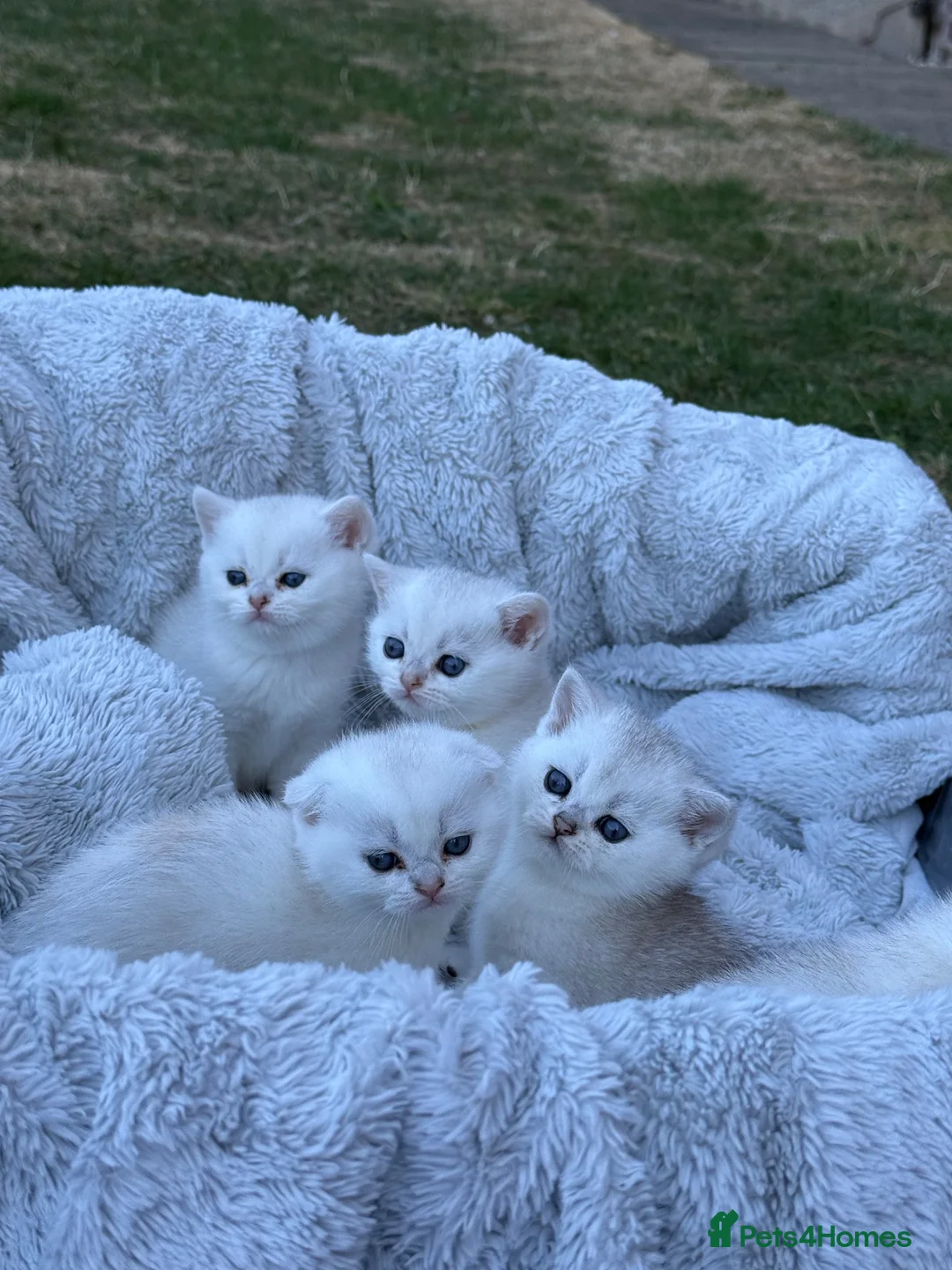 Scottish Fold cats for sale: Beautiful British Shorthair . in Northampton - Advert 1