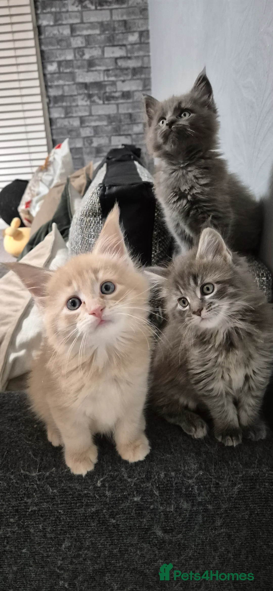 Maine Coon cats for sale: Maine Coon kittens  - Advert 4
