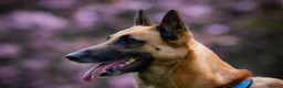 Belgian Shepherd Dog dogs for stud: Fully health tested, proven, KC reg Malinois stud in Treorchy - Advert 4