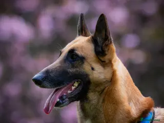 Belgian Shepherd Dog dogs Proven, FULLY health tested, KC Malinois STUD - Advert 1