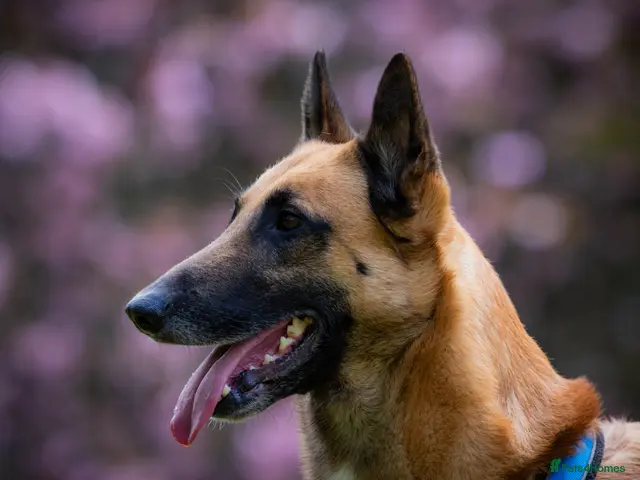 Belgian Shepherd Dog dogs Proven, FULLY health tested, KC Malinois STUD - Advert 3