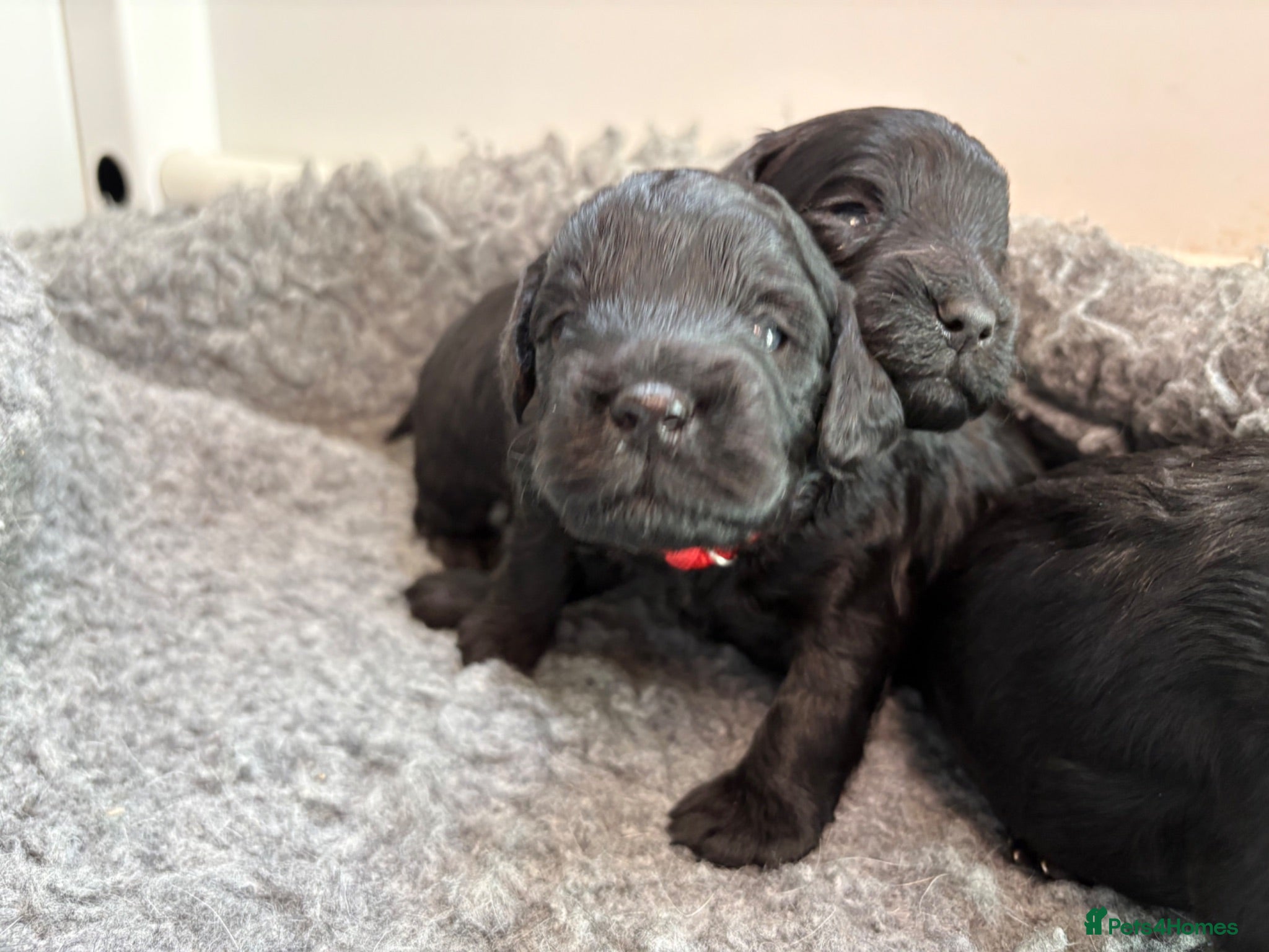 Mixed Breed dogs Delightful Schnockerpoo Puppies  - Advert 2