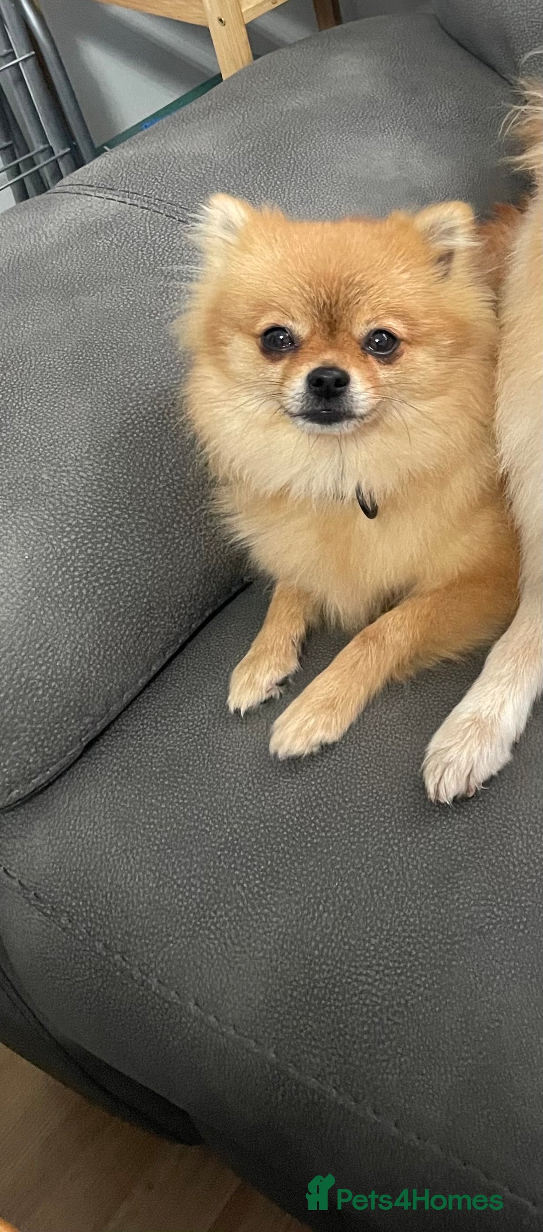 Pomeranian dogs for sale: Last boy Pomeranian  - Advert 3