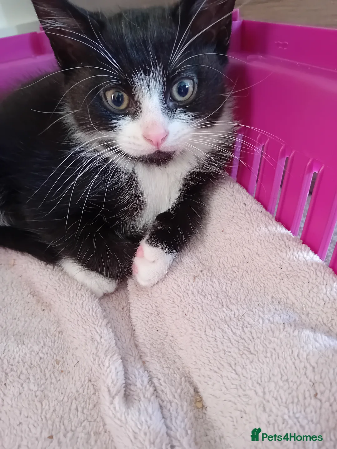 Mixed Breed cats for sale: 2 male tuxedo kittens in Brighton - Advert 5