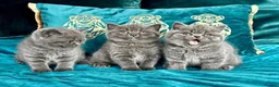 British Shorthair cats for sale: BSH🇬🇧👑🇬🇧💙British Shorthair😻💙 Gccf chunky  - Advert 3