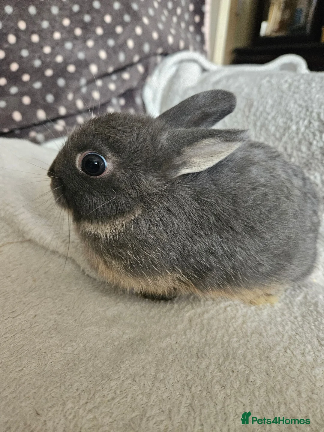 Netherland Dwarf rabbits for sale: Blue Netherland Dwarf bunnies  - Advert 15