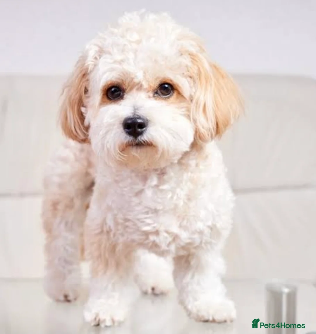 Maltipoo dogs for sale: Selling our 3 months F1 Maltipoo Luna in Wembley - Advert 15
