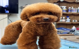 Miniature Poodle dogs for sale: Beautiful litter of Cheeky KC Reg. Mini Poodle's - Image 15