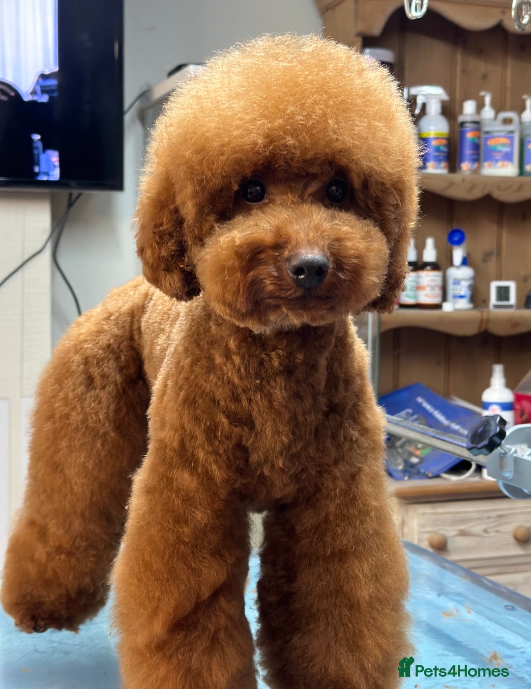 Miniature Poodle dogs for sale: Beautiful litter of Cheeky KC Reg. Mini Poodle's - Image 15