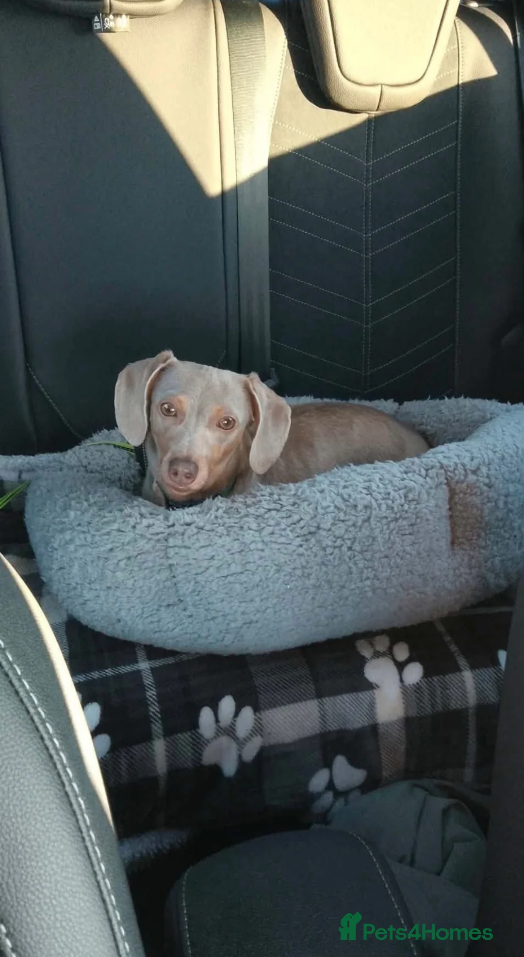 Miniature Dachshund dogs for sale: Miniature Dachshund  - Advert 1
