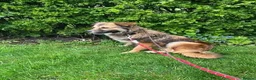 Mixed Breed dogs for adoption: Meet Twix, currently residing in Lancashire  in Wigan - Advert 4