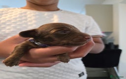 Miniature Dachshund dogs for sale: Rare long haired miniature dachshund litter - Image 2