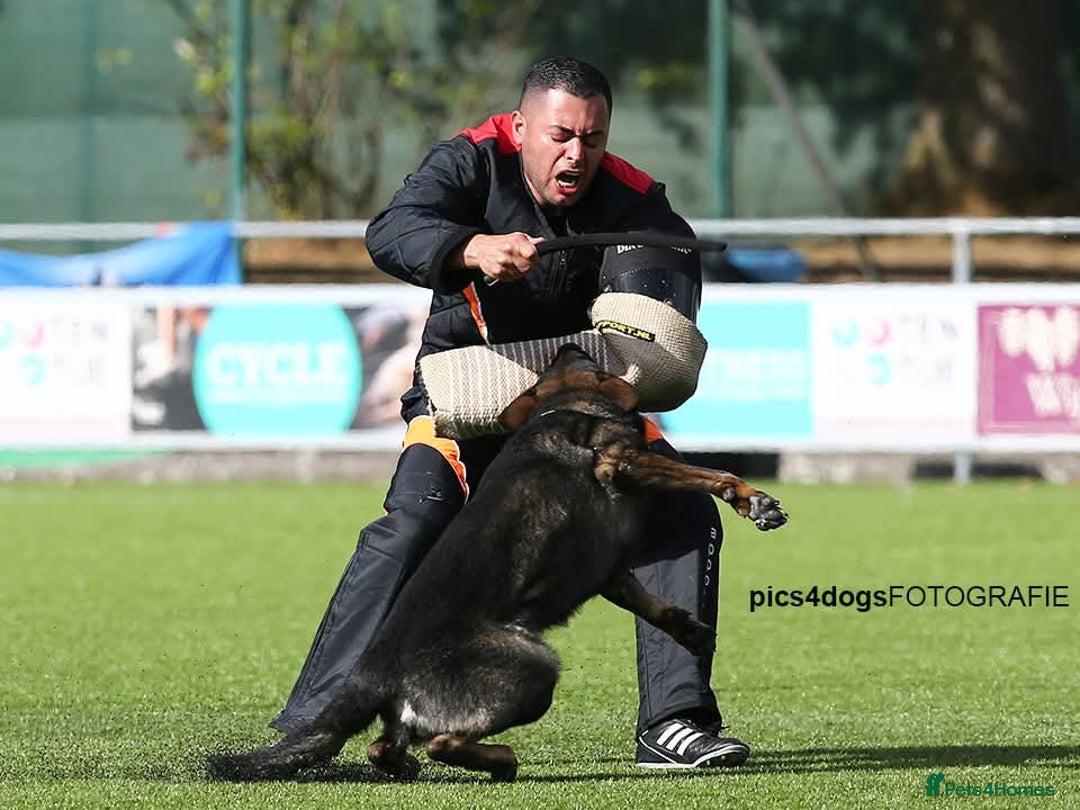 German Shepherd dogs for sale: Vonlisand M-litter - Image 13