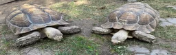 Tortoise reptiles for sale: Pair of Adult Sulcata Tortioses For Reluctant Sale in Coventry - Advert 1