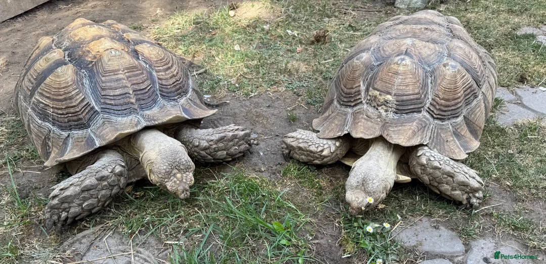 Tortoise reptiles for sale: Pair of Adult Sulcata Tortioses For Reluctant Sale in Coventry - Advert 1