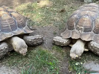Tortoise reptiles Pair of Adult Sulcata Tortioses For Reluctant Sale - Advert 1