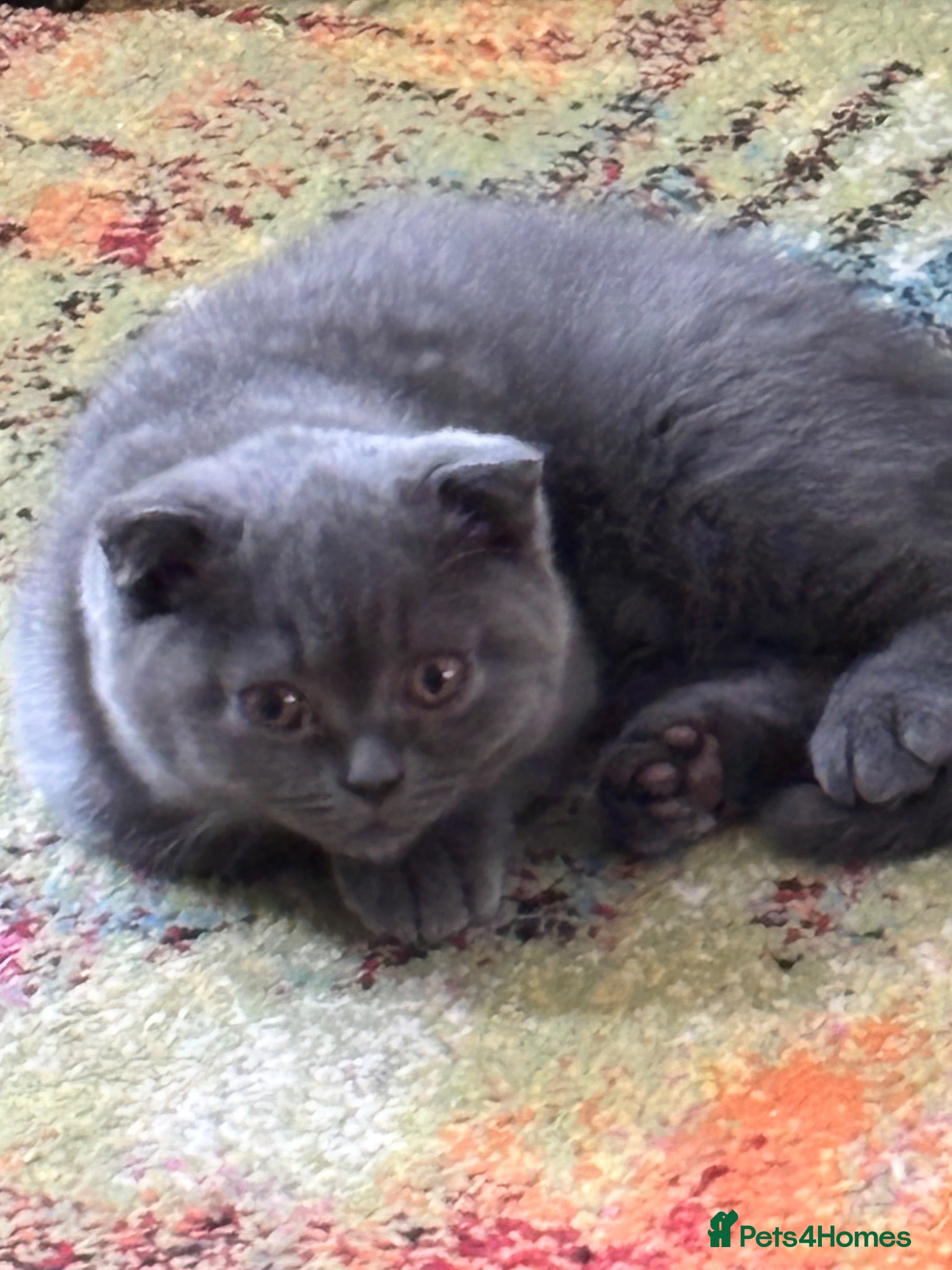 British Shorthair cats Beautiful Bsh&scottish fold - Advert 1