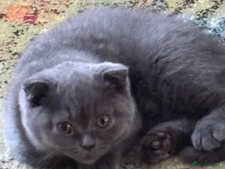 British Shorthair cats Beautiful Bsh&scottish fold - Advert 1