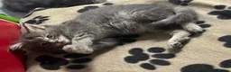 Maine Coon cats for sale: Maine coon American kittens  - Advert 4