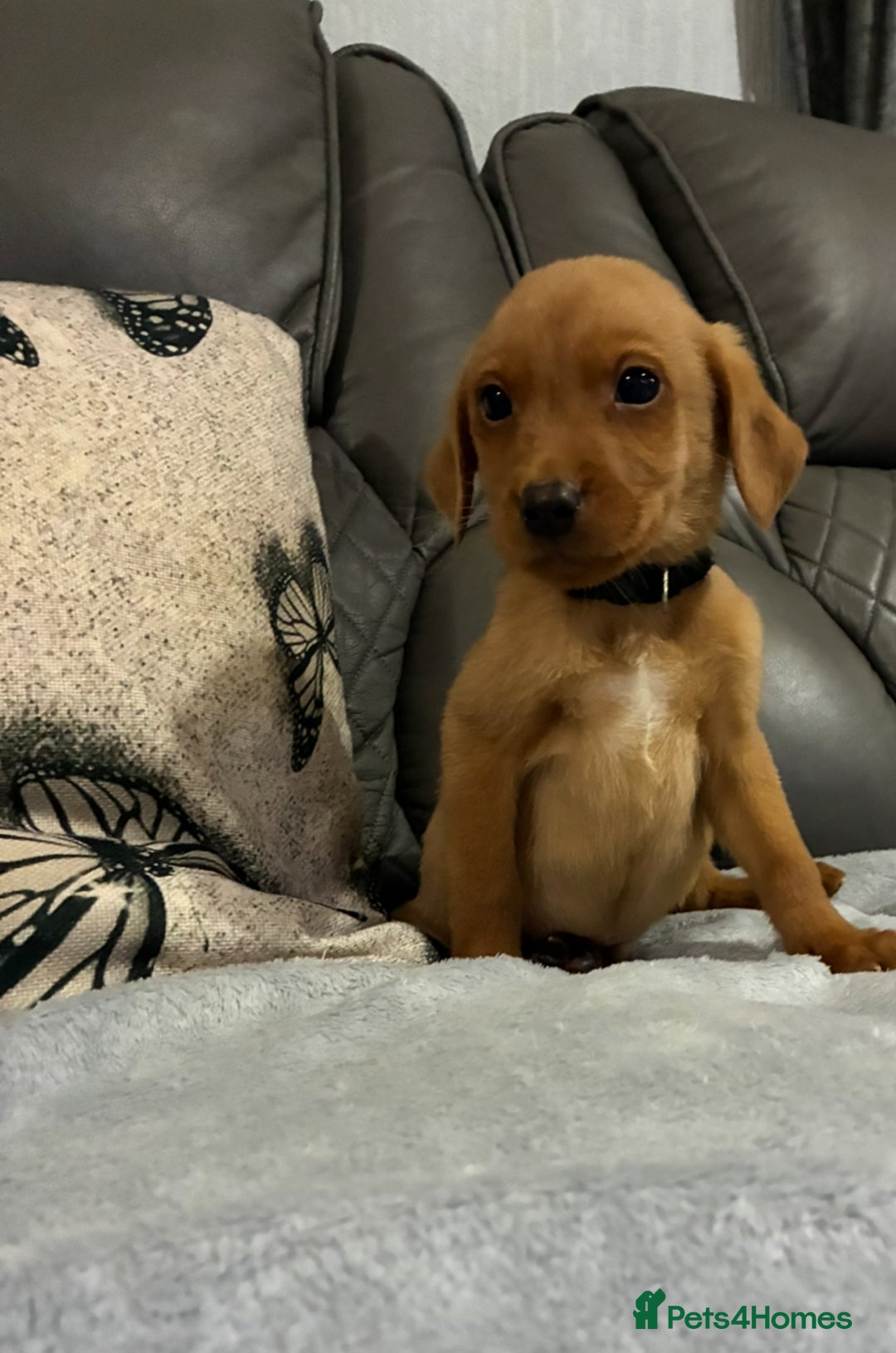 Labrador Retriever dogs for sale: 9 kc Labrador pups 1 boy available  - Advert 1