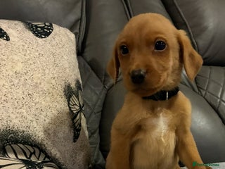 Labrador Retriever dogs 9 kc Labrador pups 1 boy available - Advert 16