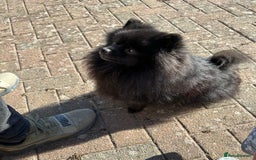 Pomeranian dogs for sale: 1 adorable Black Male Pomeranian Puppy for Sale - Image 5