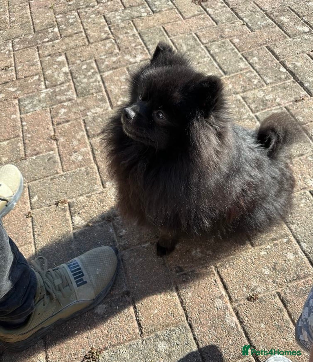 Pomeranian dogs for sale: 1 adorable Black Male Pomeranian Puppy for Sale - Image 5