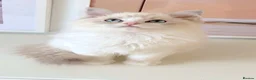 Ragdoll cats for sale: INDOOR GCCF REGISTERED RAGDOLL KITTENS - Advert 28
