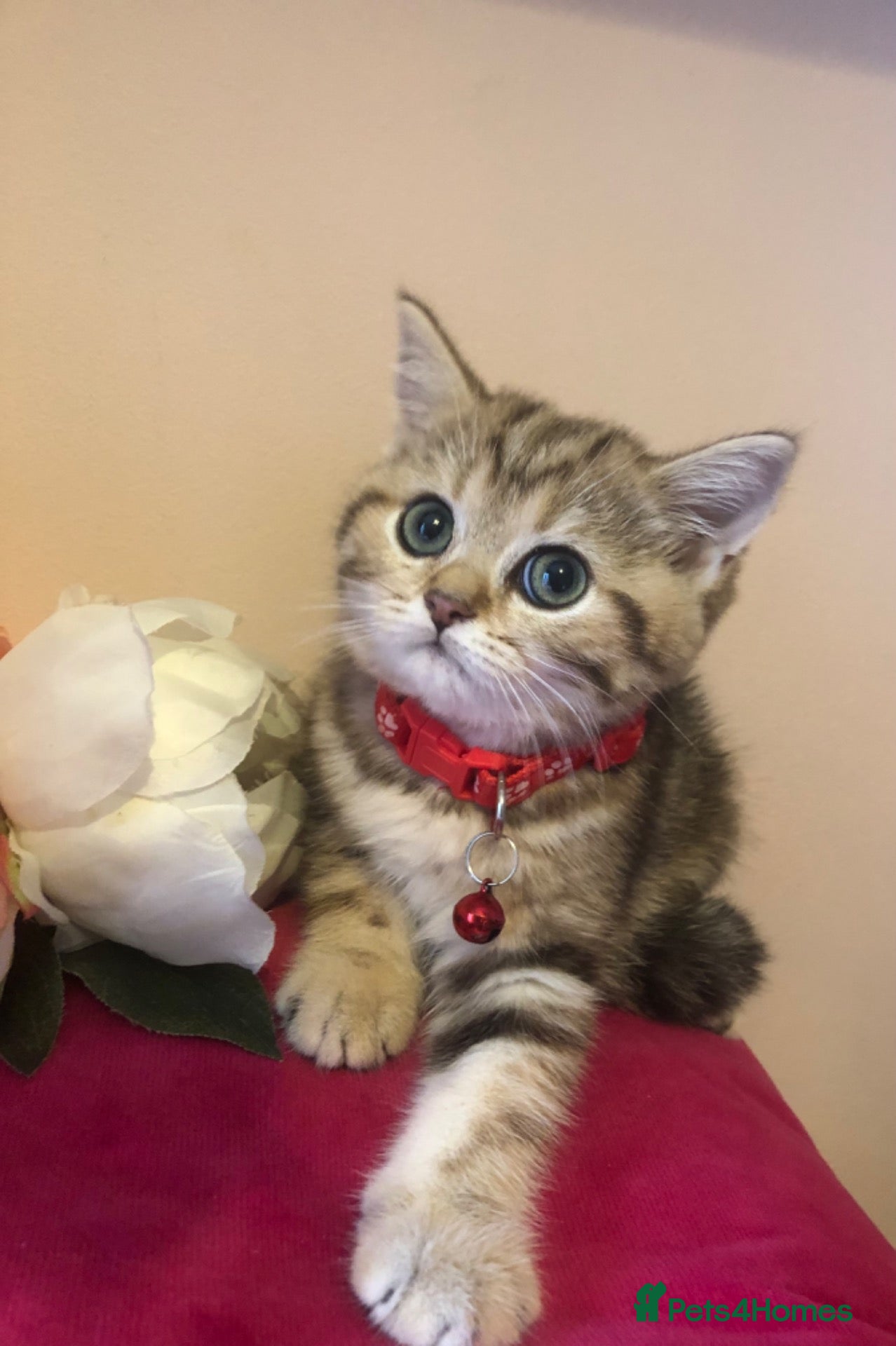 British Shorthair cats British shorthair kittens  - Advert 13