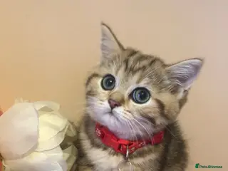 British Shorthair cats British shorthair kittens - Advert 13