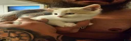 Mixed Breed cats for sale: 1 girl gray and 1 boy kitten white - Advert 6